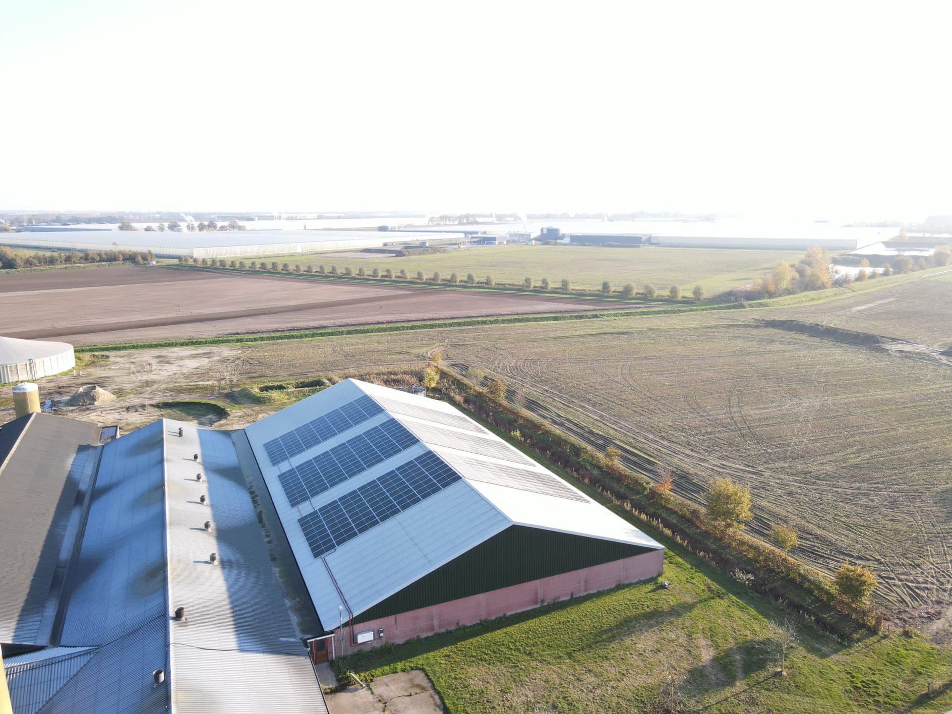 Reijnders Fokvarkens